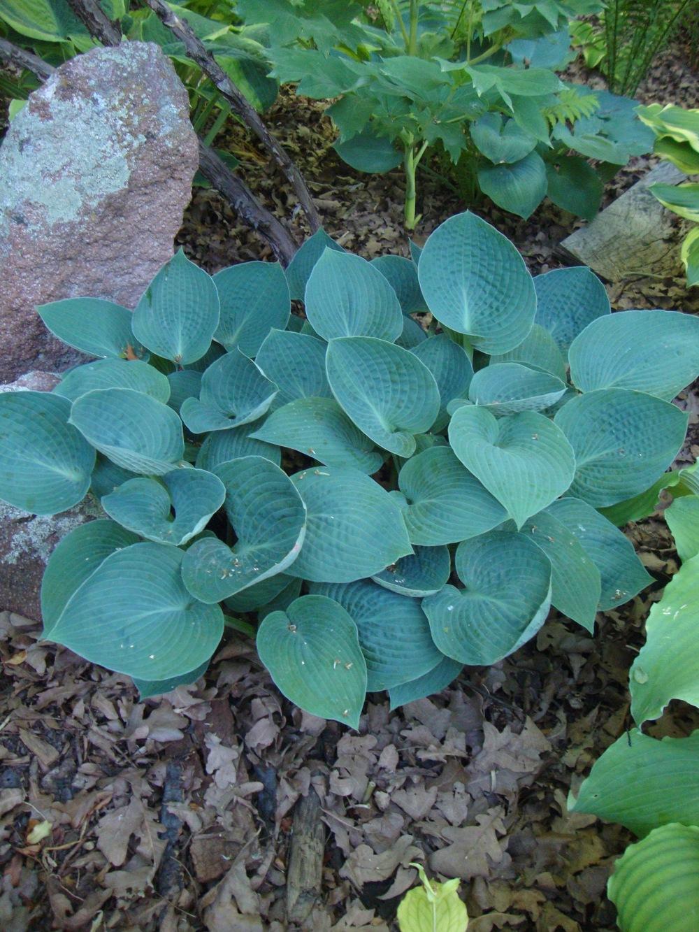 Photo of Hosta 'Brother Ronald' uploaded by Paul2032