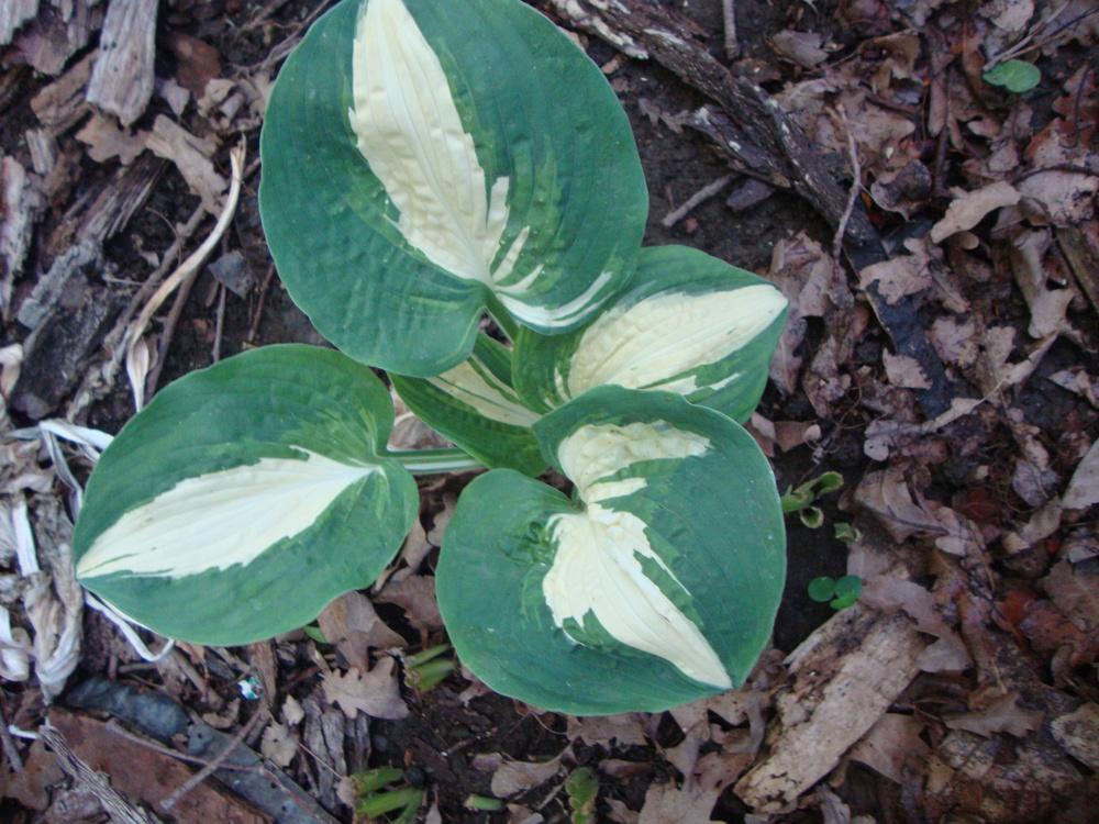 Photo of Hosta 'Half and Half' uploaded by Paul2032