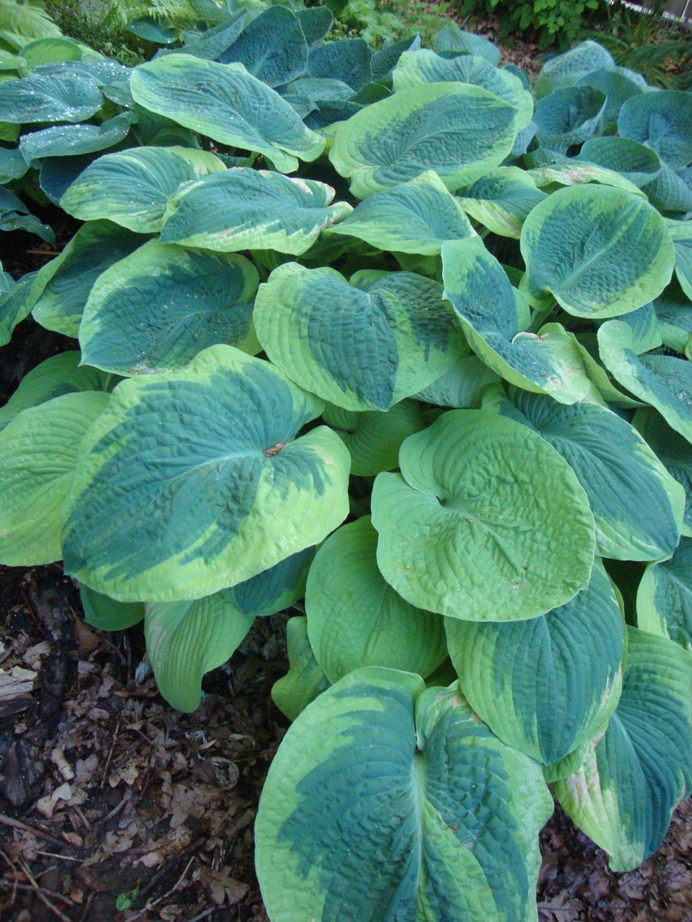 Photo of Hosta 'Frances Williams' uploaded by Paul2032
