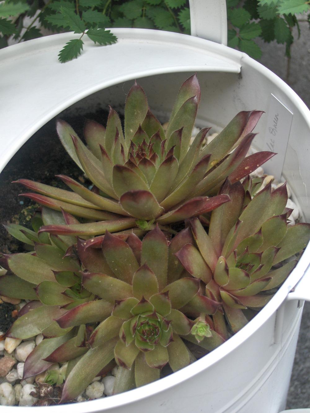 Photo of Hen and Chicks (Sempervivum 'Lilac Queen') uploaded by hellenig