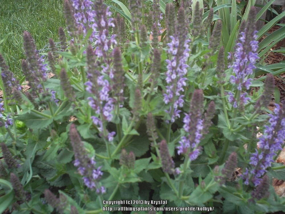 Photo of Meadow Sage (Salvia nemorosa Lyrical™ Blues) uploaded by kolbyk