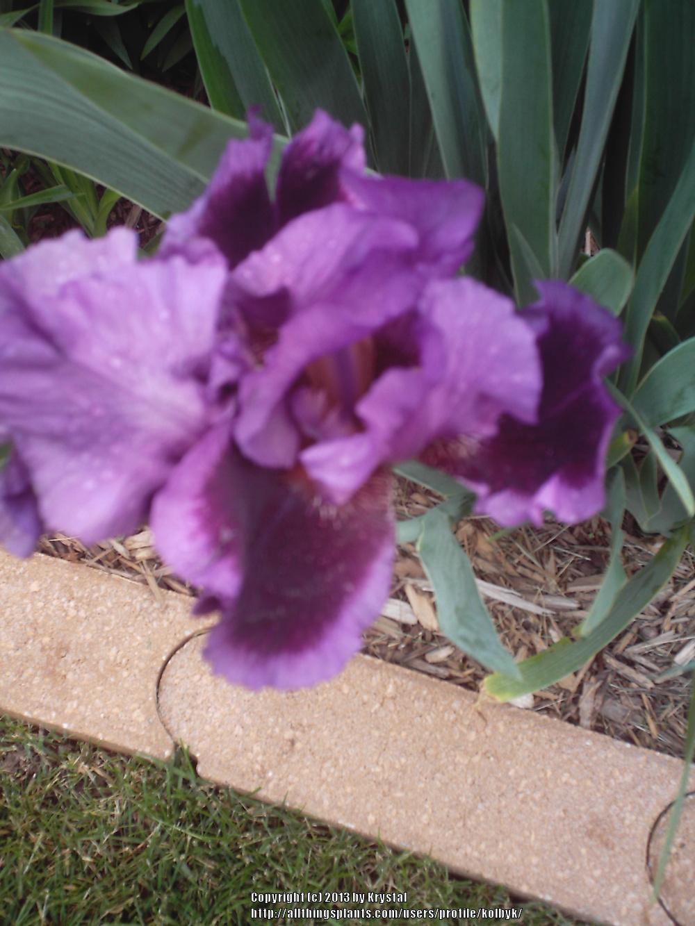 Photo of Tall Bearded Iris (Iris 'Pagan Dance') uploaded by kolbyk