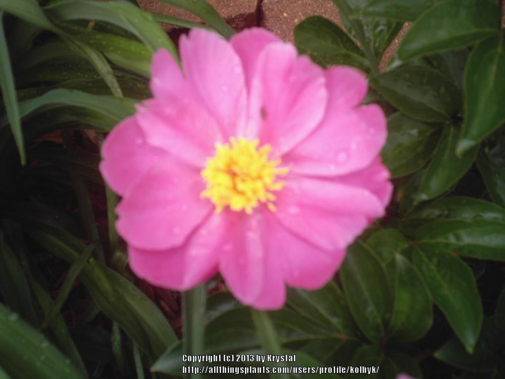 Photo of Peony (Paeonia 'Color Magnet') uploaded by kolbyk