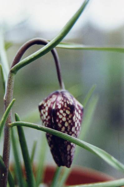 Photo of Snake's Head Fritillary (Fritillaria meleagris) uploaded by robertduval14