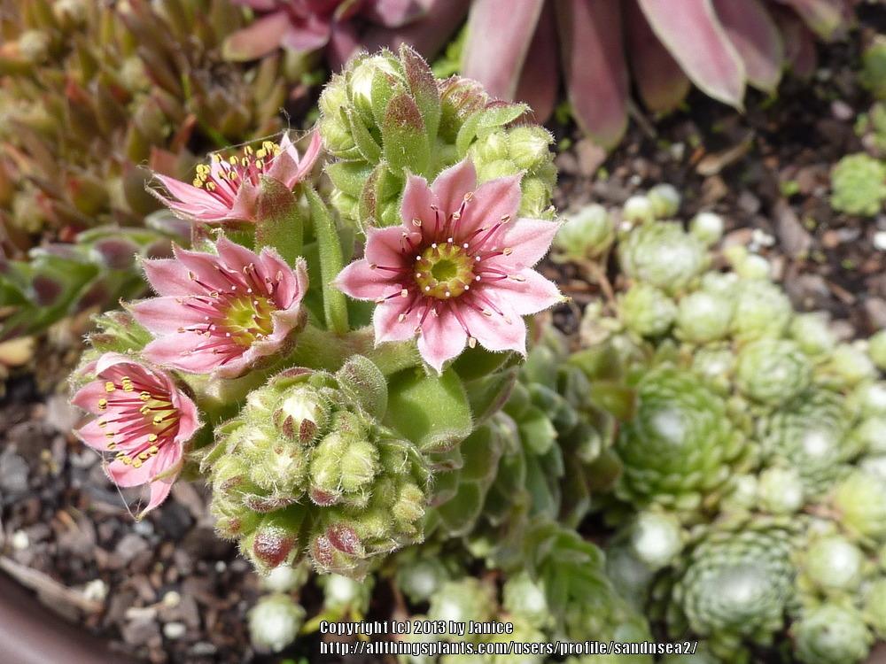 Photo of Hen and Chicks (Sempervivum 'Red Cobweb') uploaded by sandnsea2