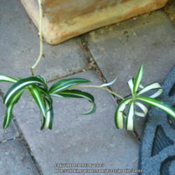 Location: At our garden - San Joaquin County, CA
Date: 2013-06-12
Baby spider plant begets a baby of its own, with variation in its