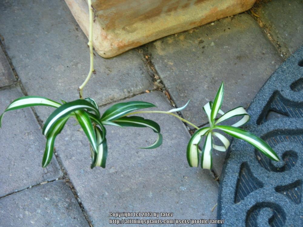 Photo of Variegated Spider Plant (Chlorophytum comosum 'Vittatum') uploaded by tarev