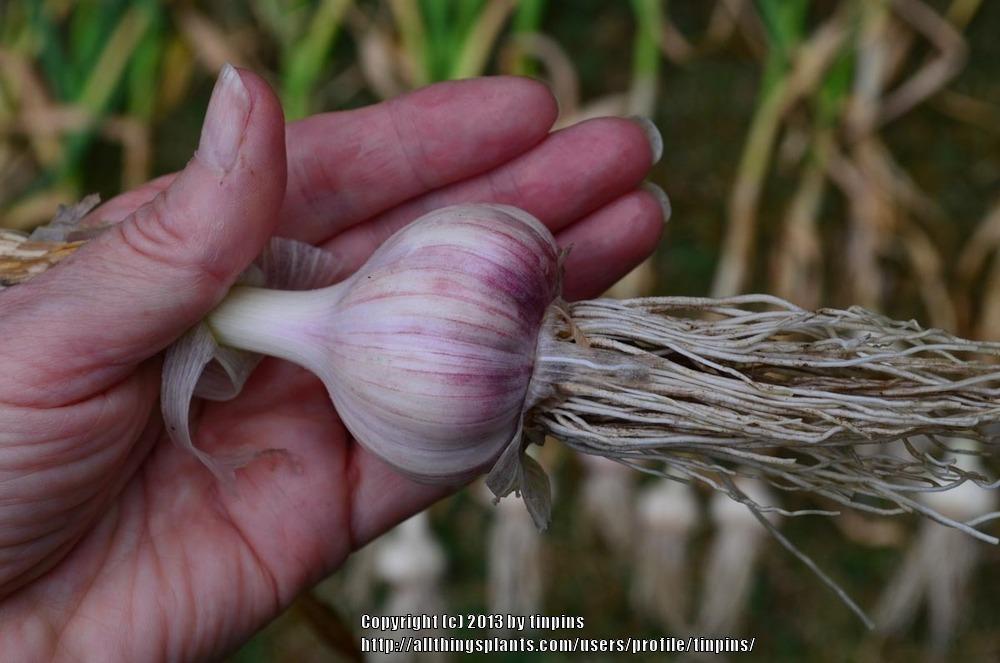 Photo of Garlic (Allium sativum 'Persian Star') uploaded by tinpins