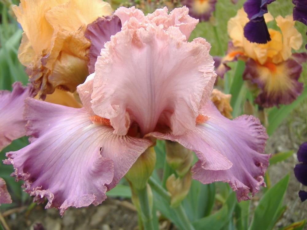 Photo of Tall Bearded Iris (Iris 'Ballroom') uploaded by tveguy3