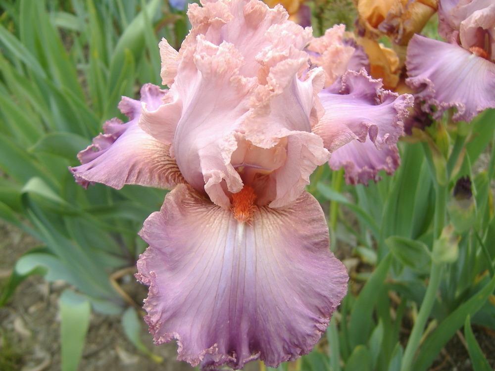Photo of Tall Bearded Iris (Iris 'Ballroom') uploaded by tveguy3
