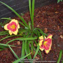 Location: My garden in Southeast Virginia, Zone 8
Date: 2013-06-11
Entire plant