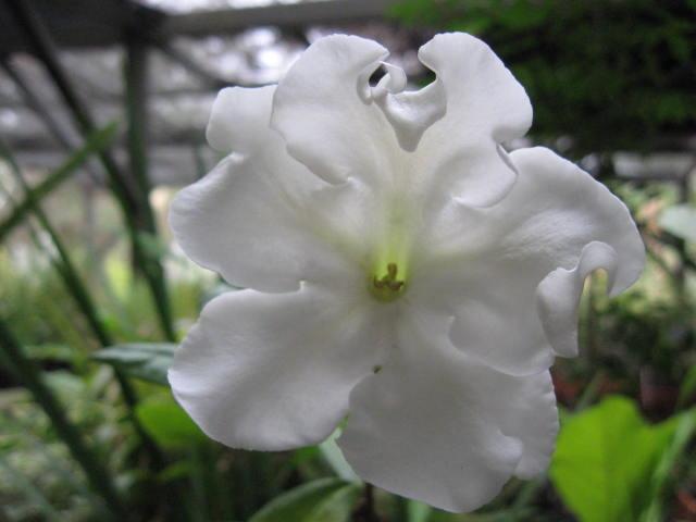 Photo of Lady of the Night (Brunfelsia 'Gigantea') uploaded by wcgypsy
