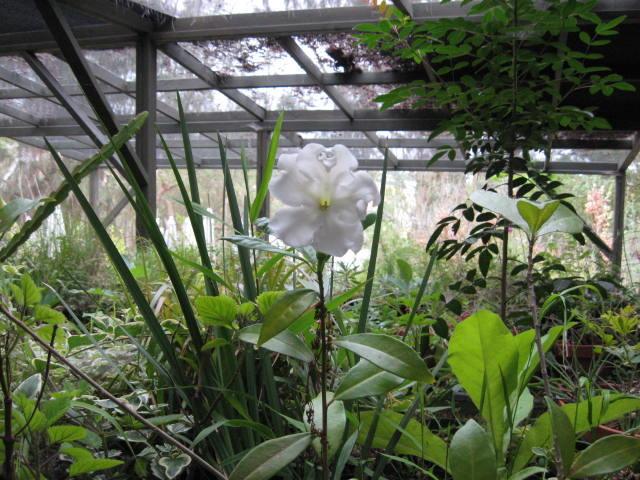 Photo of Lady of the Night (Brunfelsia 'Gigantea') uploaded by wcgypsy