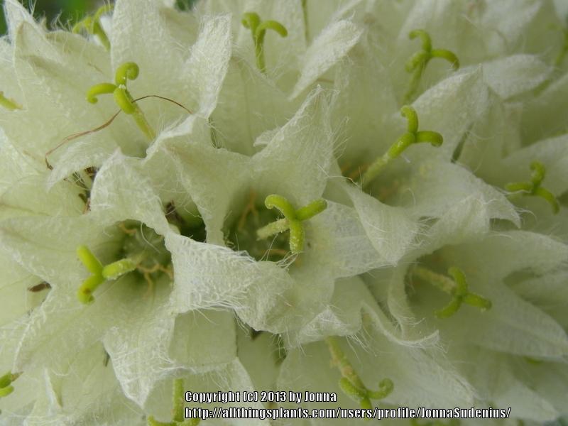 Photo of Yellow Bellflower (Campanula thyrsoides) uploaded by JonnaSudenius
