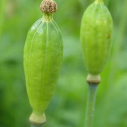 Location: My garden in Belgium
Date: 2013-06-11
unripe seedpods