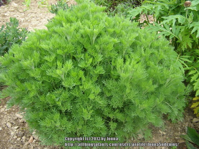 Photo of Southernwood (Artemisia abrotanum) uploaded by JonnaSudenius