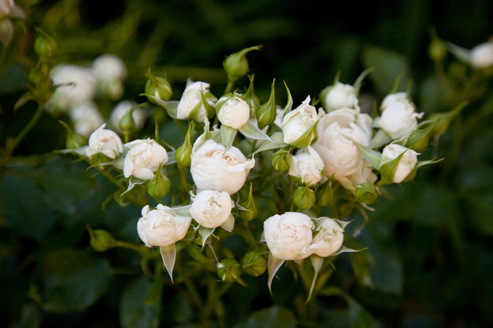 Photo of Shrub Rose (Rosa 'Pompon Flower Circus') uploaded by Mike