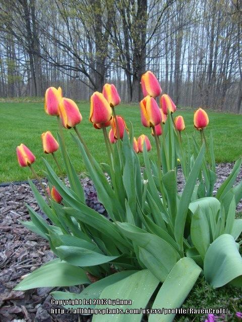 Photo of Darwin Hybrid Tulip (Tulipa 'Apeldoorn's Elite') uploaded by RavenCroft