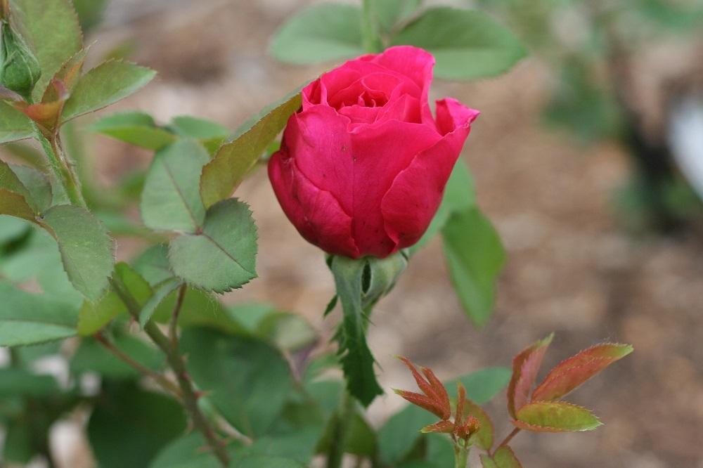 Photo of Rose (Rosa 'Voluptuous!') uploaded by Skiekitty