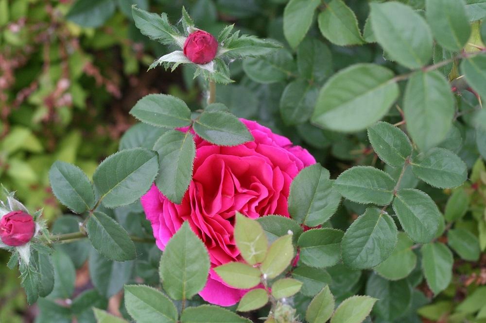 Photo of English Shrub Rose (Rosa 'Othello') uploaded by Skiekitty