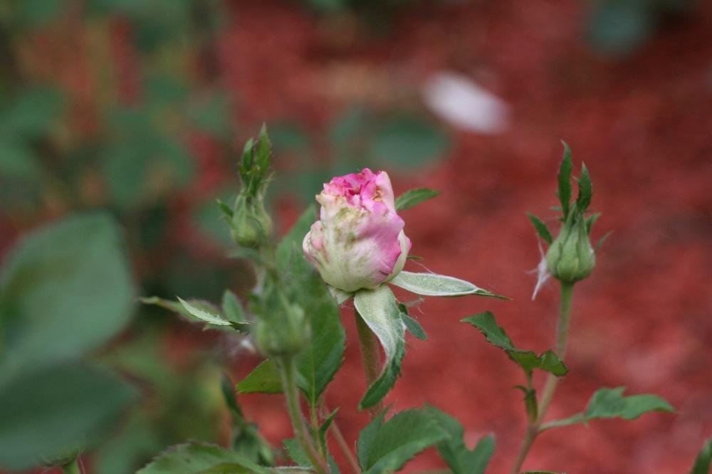 Photo of Rose (Rosa 'English Perfume') uploaded by Skiekitty
