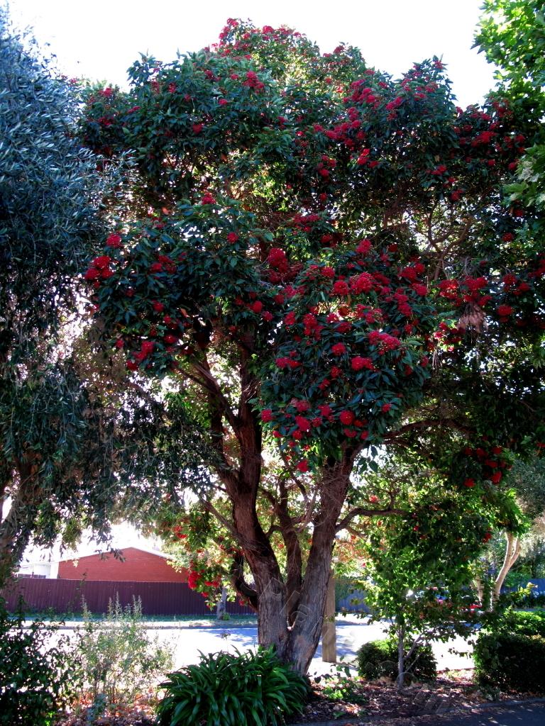 Photo of Western Australian Red-Flowering Gum (Corymbia ficifolia) uploaded by bootandall