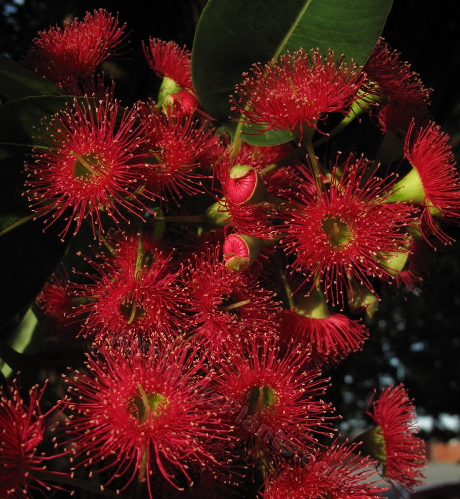 Photo of Western Australian Red-Flowering Gum (Corymbia ficifolia) uploaded by bootandall