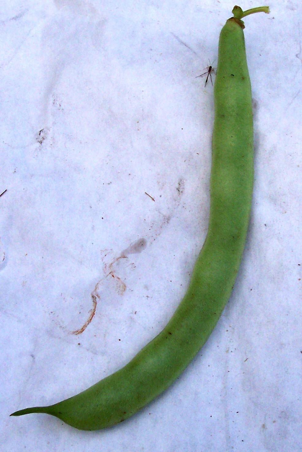 Photo of Common Bean (Phaseolus vulgaris 'Bountiful') uploaded by farmerdill