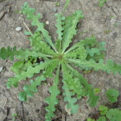 Location: Indiana zone 5
Date: 2013-05-13