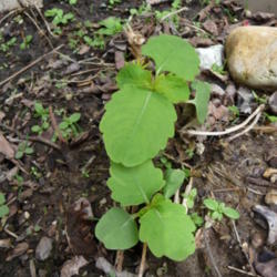 Location: Indiana zone 5
Date: 2013-05-13