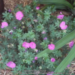 Location: La Vista, Nebraska
Date: 2013-6-12
Shepherd's Warning Hardy Geranium; blooming since mid-May