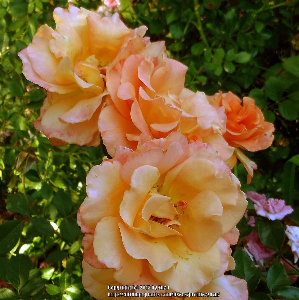 Photo of Rose (Rosa 'Bob Greaves') uploaded by zuzu