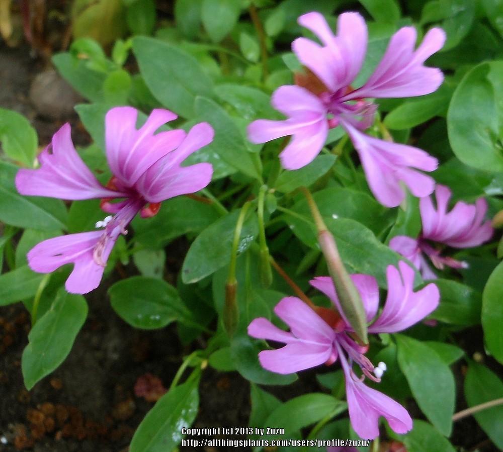 Photo of Fairy Fans (Clarkia concinna 'Pink Ribbons') uploaded by zuzu
