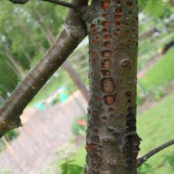 Location: My Garden
Date: 2013-06-12
The holes in the bark are from sapsucker woodpeckers' , Eventuall