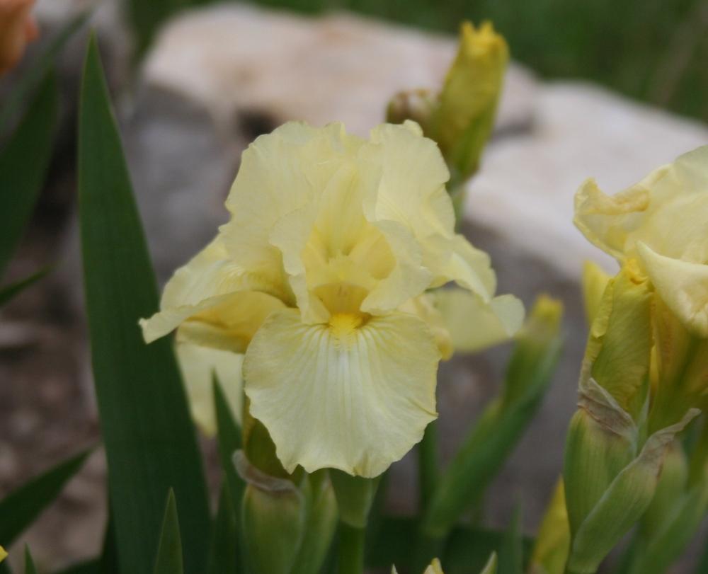 Photo of Intermediate Bearded Iris (Iris 'Maui Moonlight') uploaded by KentPfeiffer