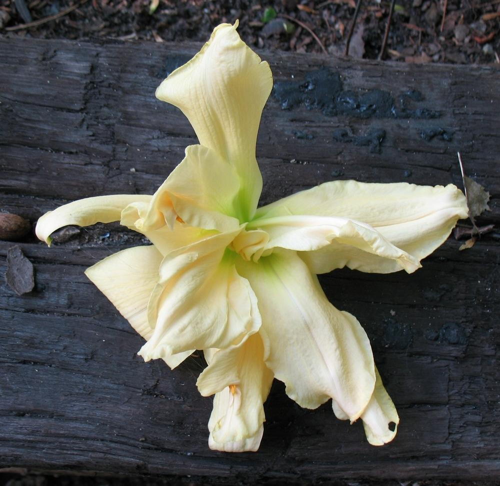 Photo of Daylily (Hemerocallis 'Fluttering Beauty') uploaded by LALAMBCHOP