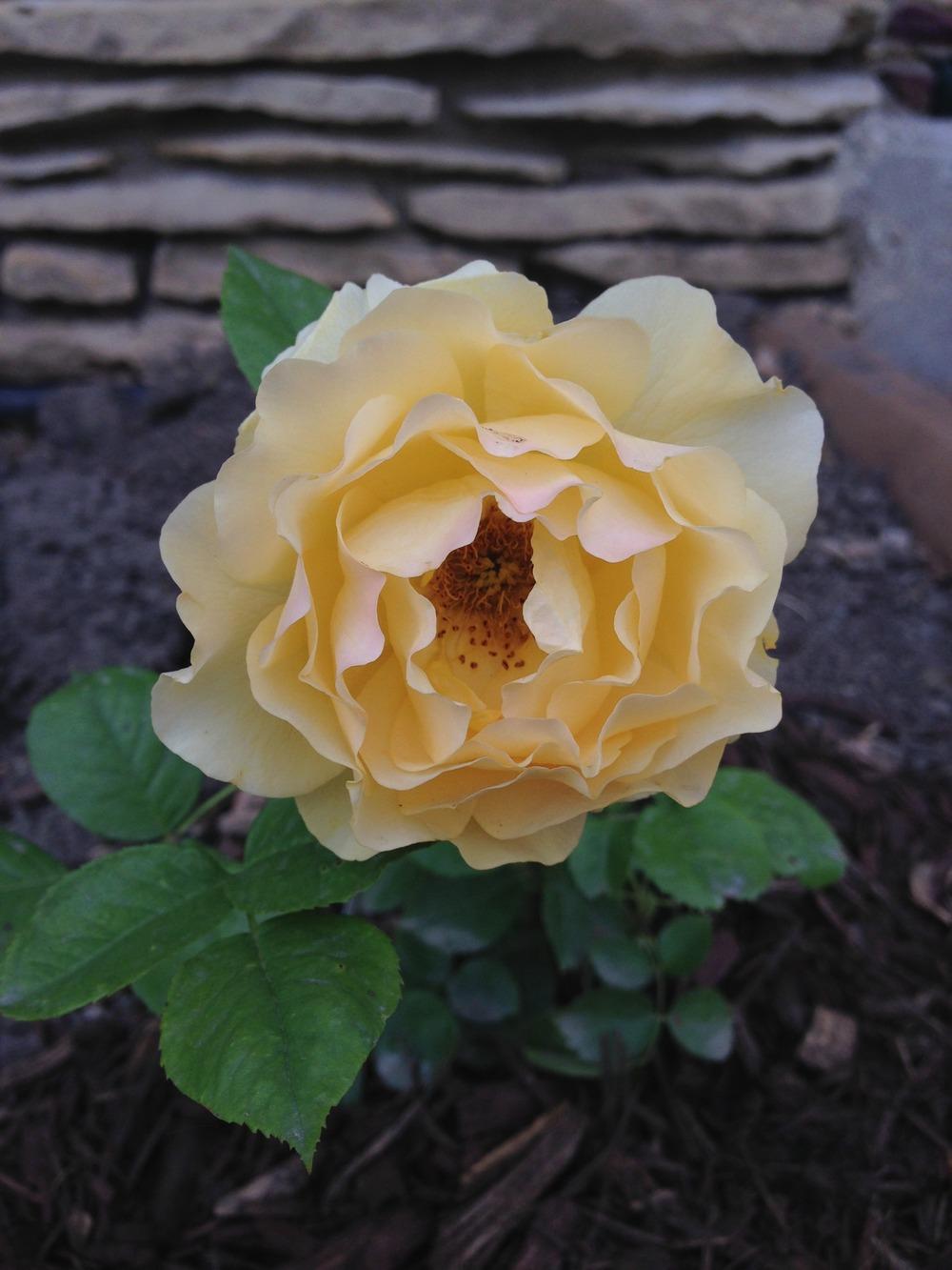 Photo of Floribunda Rose (Rosa 'Julia Child') uploaded by Lynn0805