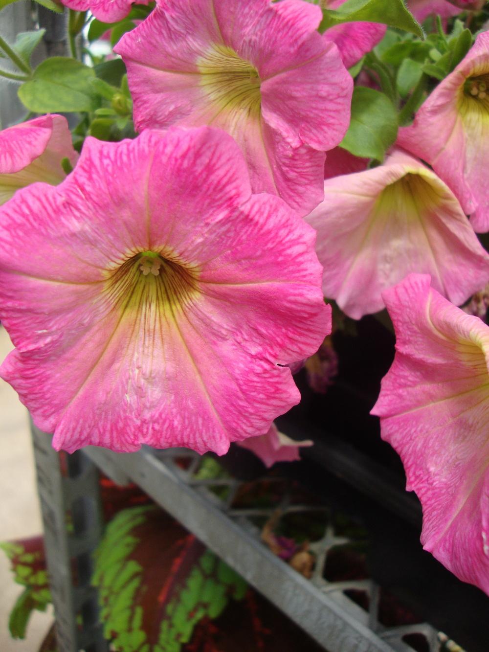 Photo of Multiflora Spreading/Trailing Petunia (Petunia Surprise™ Pink Lemonade) uploaded by Paul2032