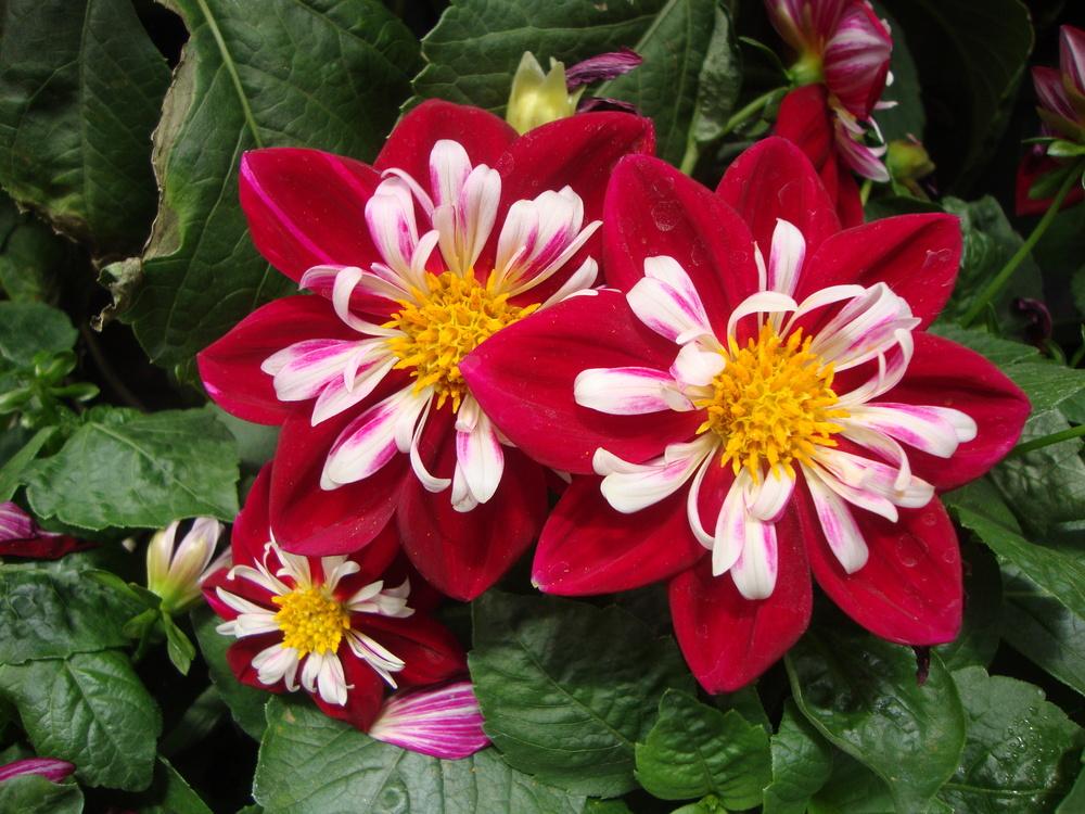 Photo of Dahlia 'Starsister Red and White' uploaded by Paul2032