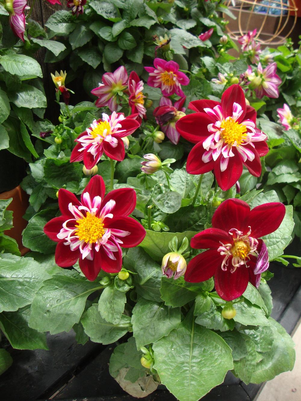 Photo of Dahlia 'Starsister Red and White' uploaded by Paul2032