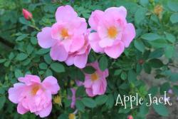 Thumb of 2013-06-15/Cottage_Rose/058487