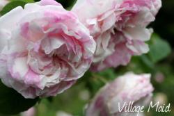 Thumb of 2013-06-15/Cottage_Rose/7d42fc