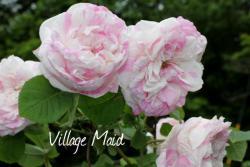 Thumb of 2013-06-15/Cottage_Rose/b3f4c9