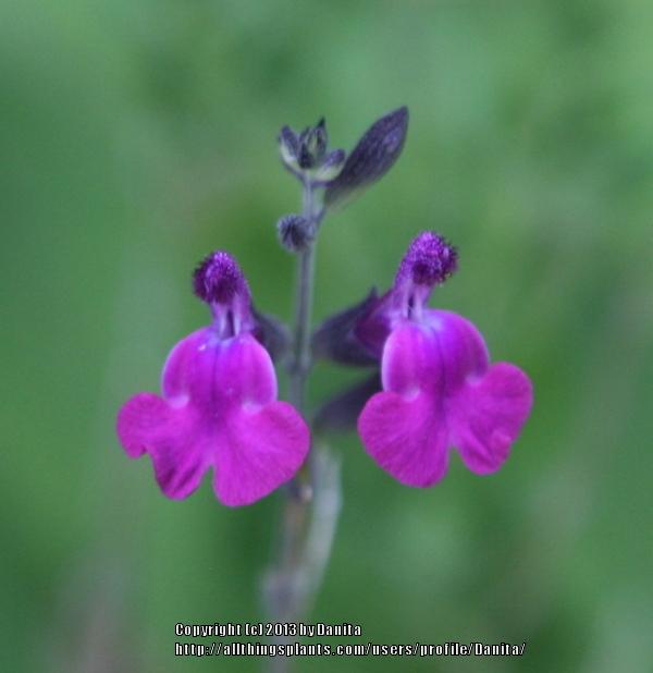 Photo of Sage (Salvia 'Ultra Violet') uploaded by Danita