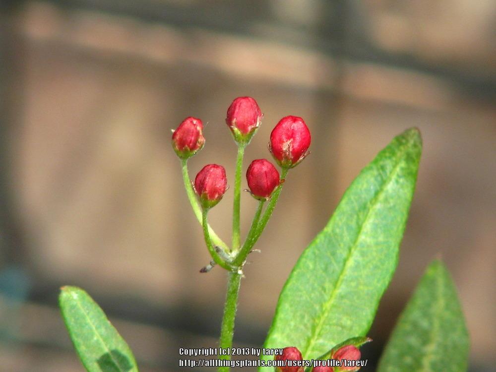 Photo of Mexican Milkweed (Asclepias curassavica 'Silky Deep Red') uploaded by tarev