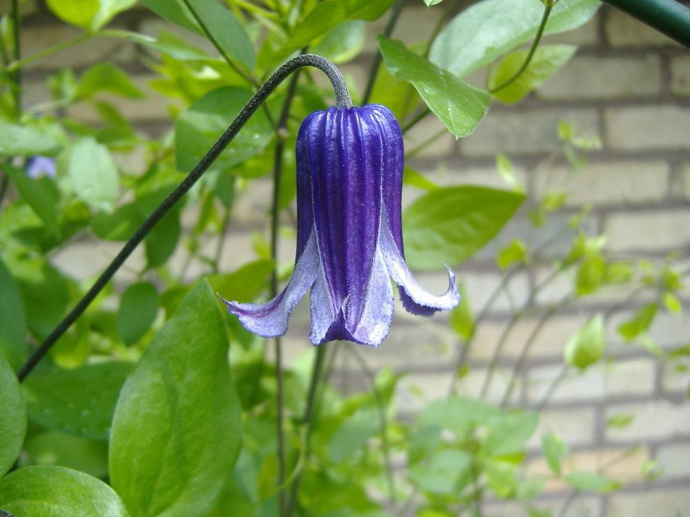 Photo of Clematis 'Roguchi' uploaded by tveguy3