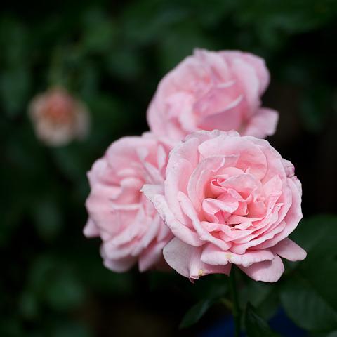 Photo of Rose (Rosa 'Queen Elizabeth') uploaded by Mike