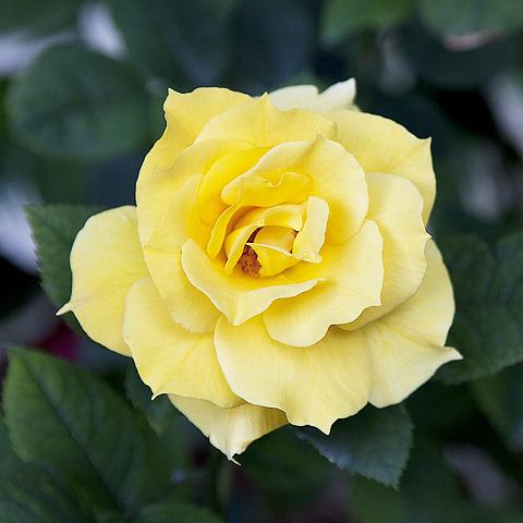 Photo of Rose (Rosa 'Midas Touch') uploaded by Mike