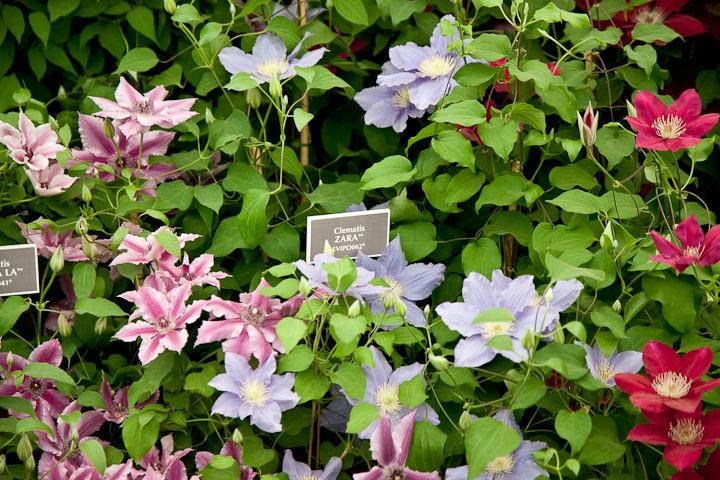 Photo of Clematis Zara™ uploaded by Mike