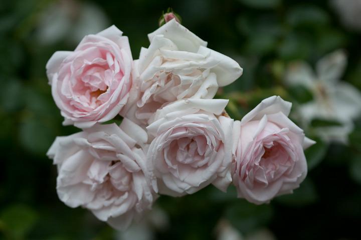 Photo of Rose (Rosa 'New Dawn') uploaded by Mike